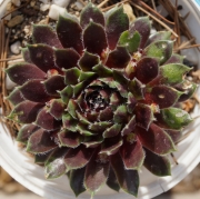 Семпервивум арахноидеум сорт Елвис (Sempervivum X arachoideum cv. Elvis)