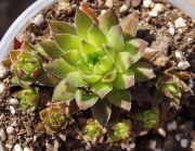 Семпервивум (Sempervivum)