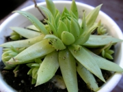 Семпервивум (Sempervivum Jovibarba arenaria)