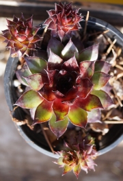 Семпервивум (Sempervivum)