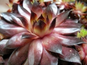 Семпервивум (Sempervivum)