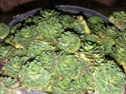 Семпервивум, дебелец, алпийска роза (Sempervivum)