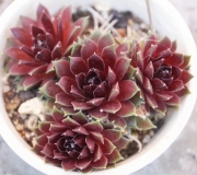 Семпервивум (Sempervivum)