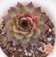 Семпервивум (Sempervivum)