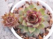Семпервивум (Sempervivum)
