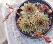 Семпервивум (Sempervivum)