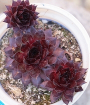 Семпервивум (Sempervivum)