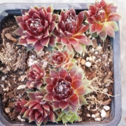 Семпервивум (Sempervivum)