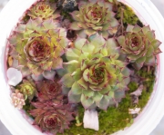 Семпервивум (Sempervivum)