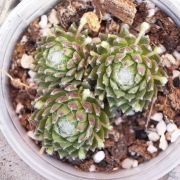 Семпервивум (Sempervivum)