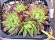 Семпервивум (Sempervivum)