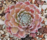 Семпервивум (Sempervivum)
