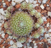 Семпервивум (Sempervivum)