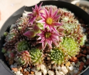 Семпервивум (Sempervivum)