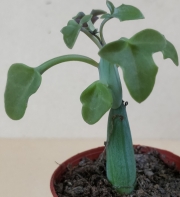 Сенецио (Senecio articulatus cv., Candle light)