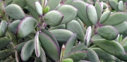 Сенецио (Senecio crassissimus)
