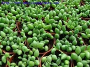 Сенецио (Senecio herreianus)