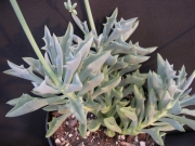 Сенецио (Senecio kleiniiformis)