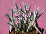 Сенецио (Senecio serpens)
