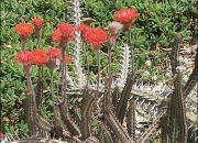 Сенецио (Senecio stapeliiformis)