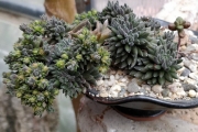 Синокрасула (Sinocrassula yunnanensis)