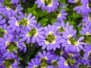 Скаевола (Scaevola)