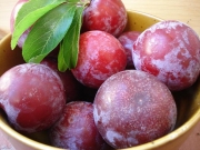 Слива  сорт Санта Роса (Prunus)
