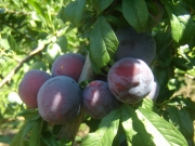Слива Блякстар (Prunus)