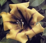 Соландра, семена (Solandra maxima)