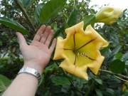 Соландра (Solandra maxima)