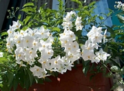 Соланум, Картофена лиана, Alba (Solanum Jasminoides)