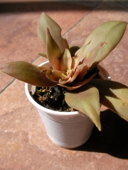 Красула, розетъчна красула (Crassula rosularis)