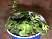 Портулакария (Portulacaria afra)