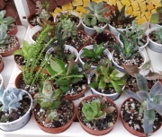 Сукуленти микс (Succulents mix)