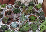Сукуленти микс (Succulents mix)