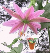 Пасифлора молисима, семена (Passiflora mollisima)