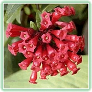 Цеструм (Cestrum)