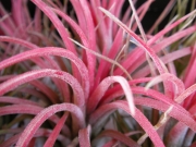 Тиландсия (Tillandsia Xerographica)