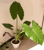 Трилистник (Colocasia)