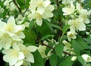 Филаделфус (Philadelphus)