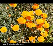 Ешолция, разсад (Eschscholzia)
