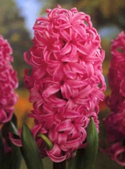 Зюмбюл розов (Hyacinthus Pink Pearl)