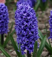 Зюмбюл, син (Hyacinthus Blue Trophy)