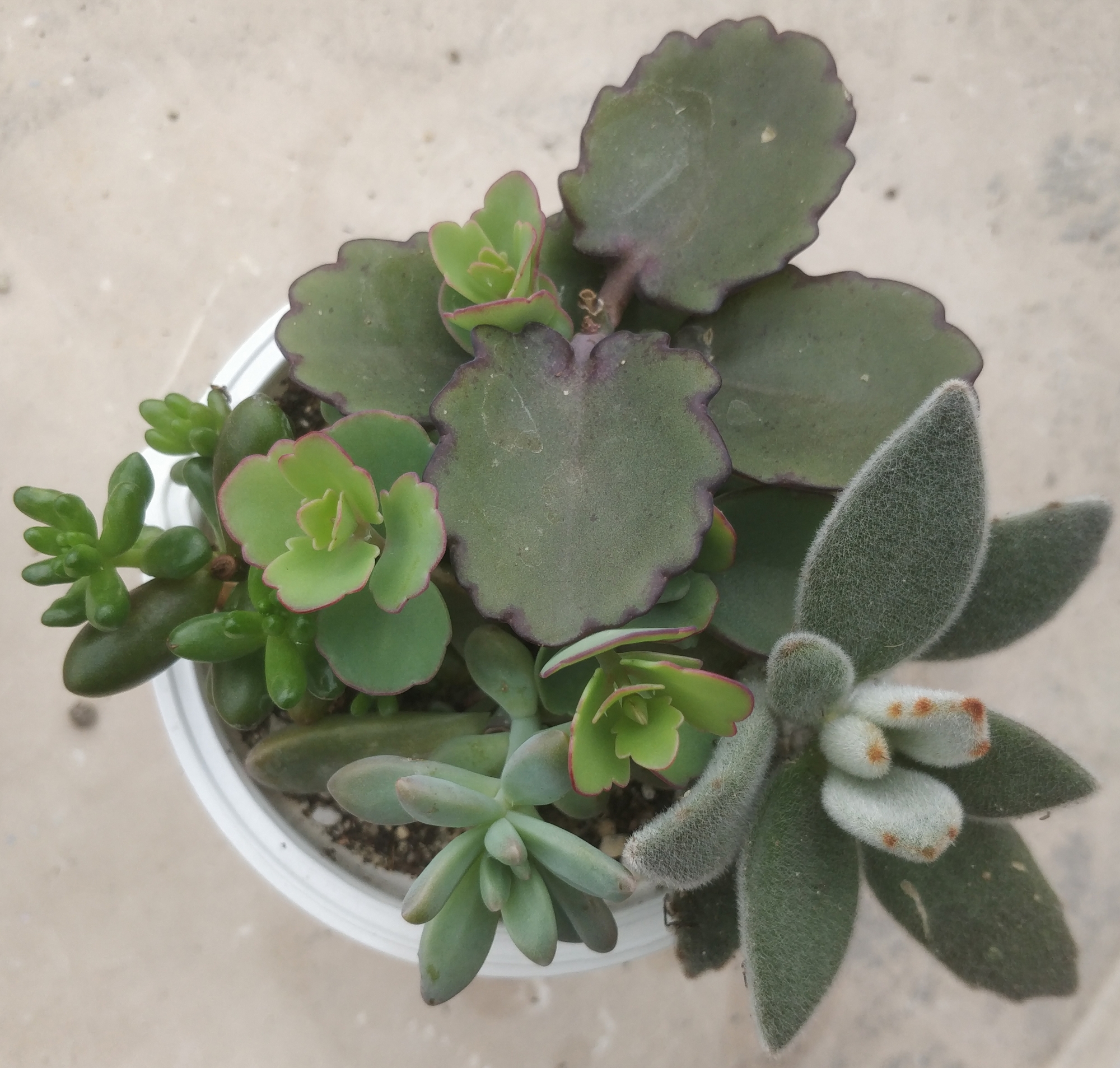 Сукуленти микс 4-5 вида (Succulents mix) Сукуленти микс 4-5 вида (Succulents mix)