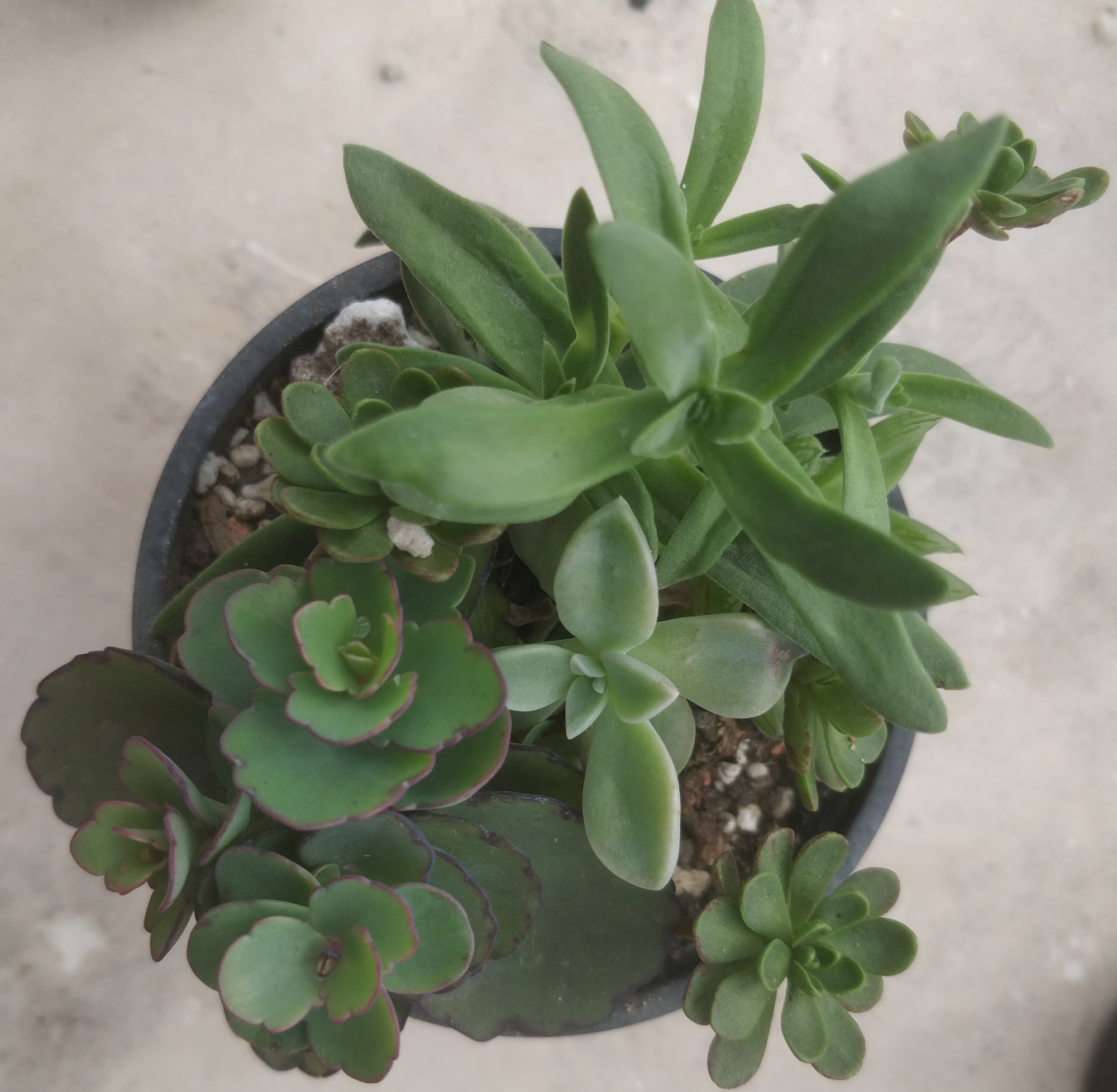Сукуленти микс (Succulents mix) Сукуленти микс (Succulents mix)