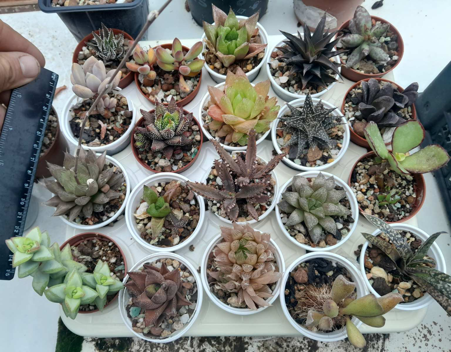 Сукуленти микс (Succulents mix)