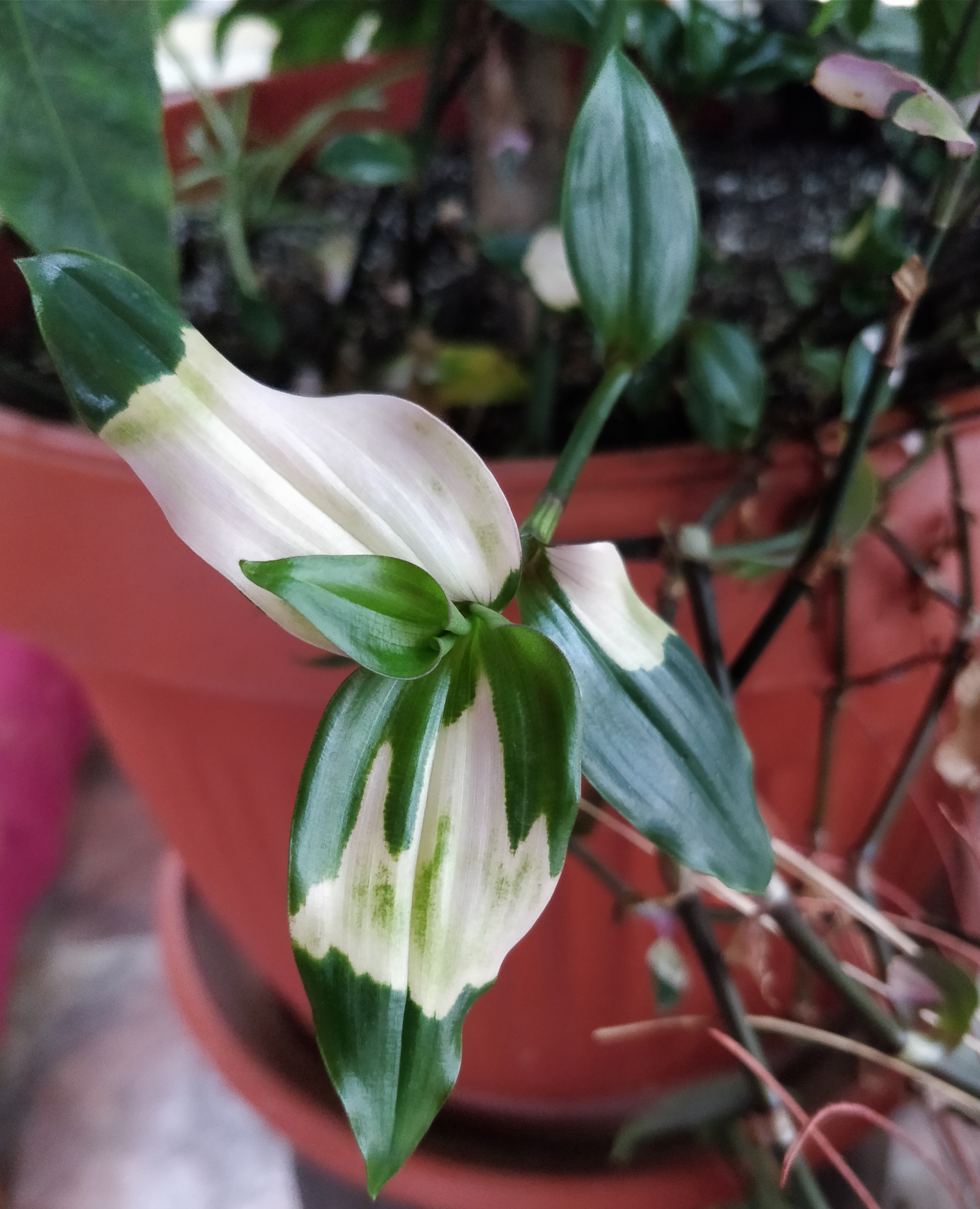 Традесканция (Tradescantia)