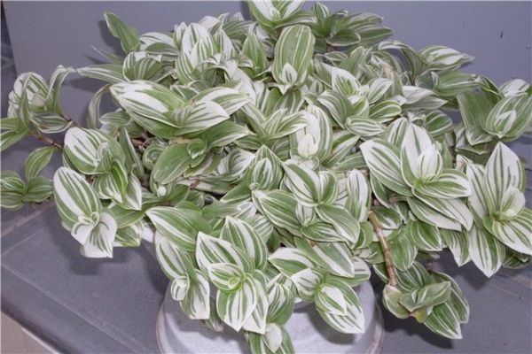 Традесканция (Tradescantia fluminensis radescantia albiflora - var. albovittata)