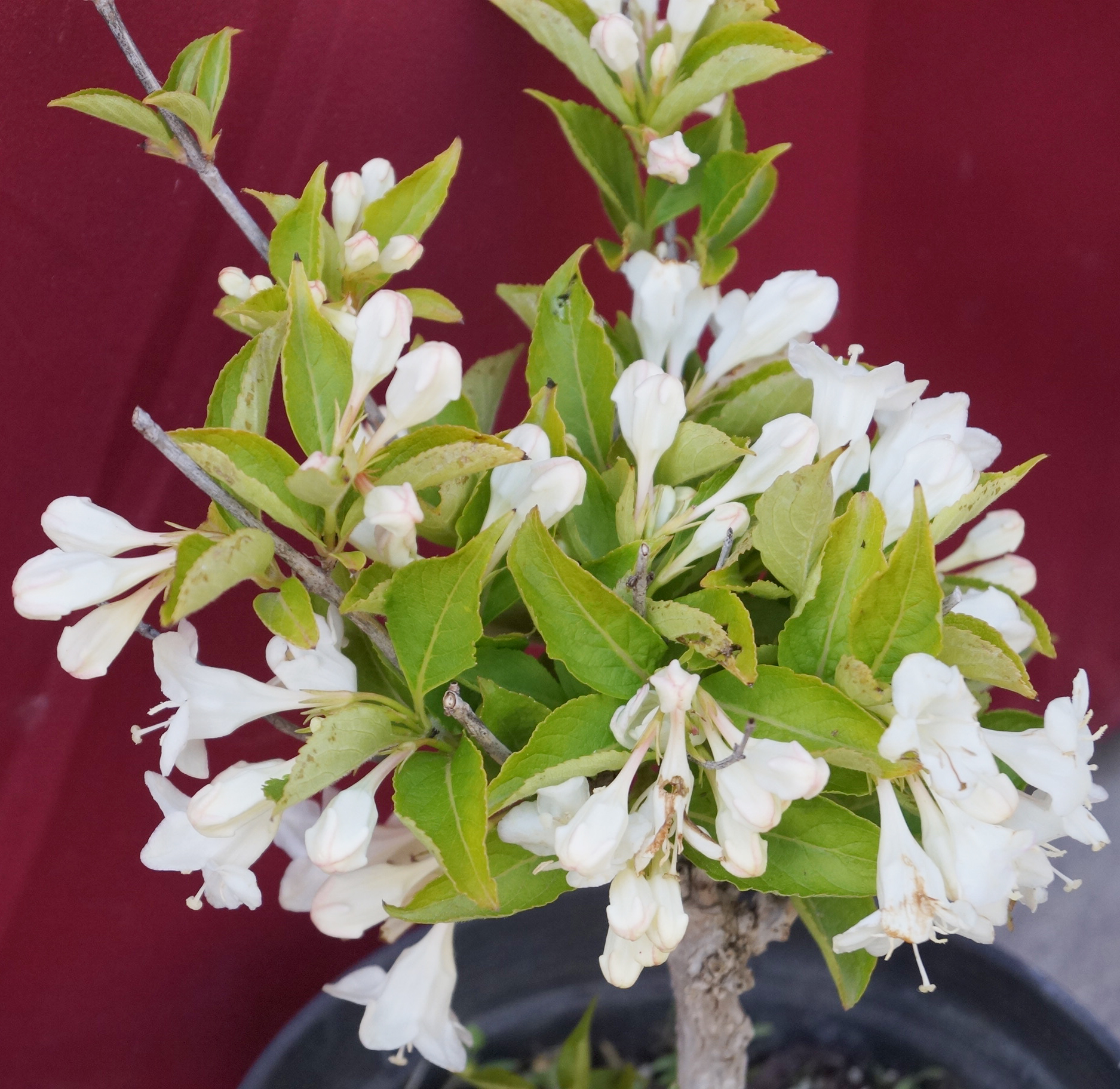 Вайгела бяла (Weigela white)