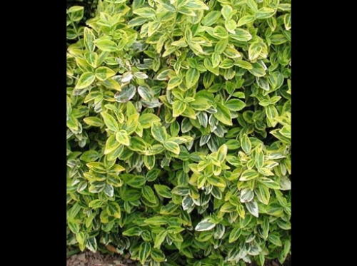 Евонимус (Euonymus Emerald)